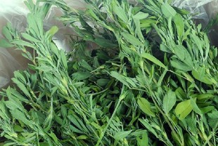 a 極品紫花苜蓿草淨重1kg 兔草乾草兔糧龍貓 2箱江浙滬包郵