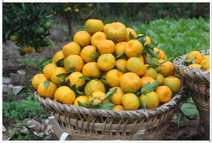 衢州特产农家有机桔子新鲜水果优质椪柑甘甜多汁