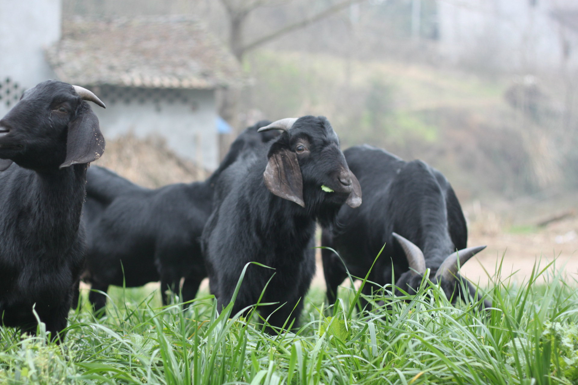 鑫怡羊业特供乐至黑山羊种羊,活羊,小羊