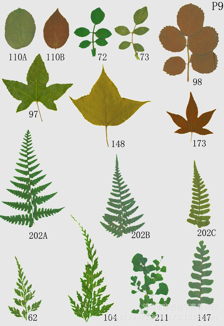 天然立体自然小干花饰品 美甲水晶工艺专用 乌蕨 玫瑰叶p9