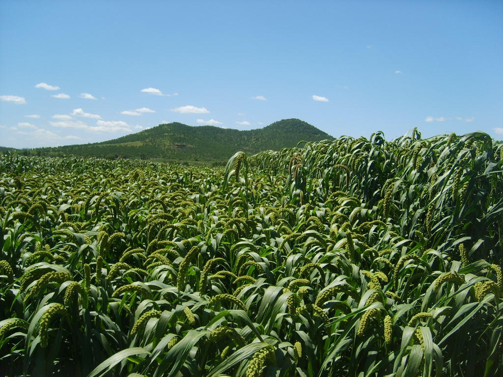 供应加工 有机黑小米东北绿米宝宝辅食月子米真空包装 五谷杂粮
