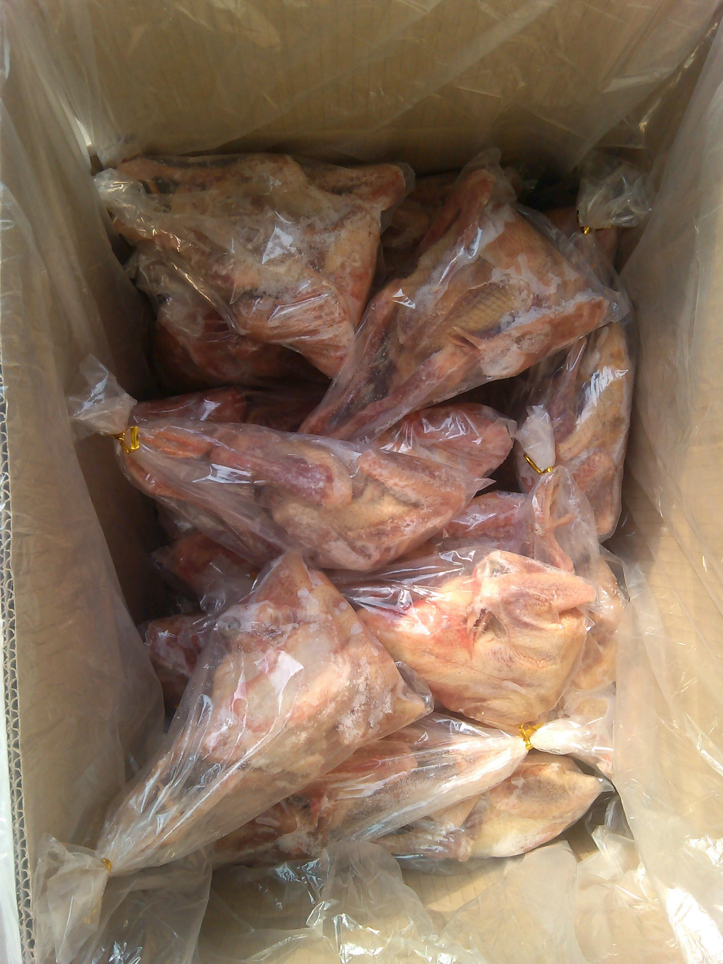 山东冷冻乳鸽 白条鸽子 肉食鸽子 食用肉鸽批发 乳鸽 冻鸽子批发