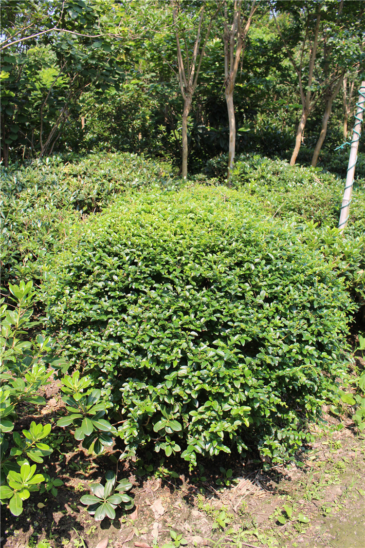 绿色植物小叶女贞球 价格面议