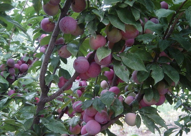 批发水果树苗李子苗中华蟠李|秋姬李子果树苗木 南方北方种植