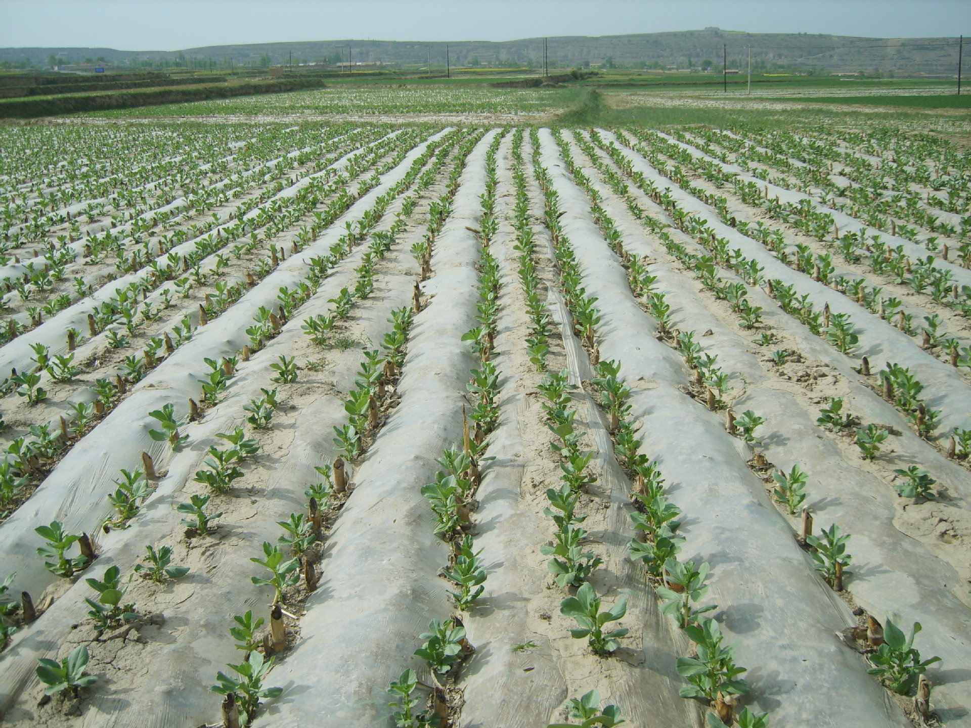供应农用聚乙烯吹塑地面覆盖膜