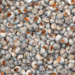 【常年批发】灰香螺,海鲜水产品贝类批发