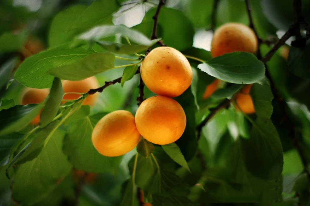 最新跑江湖地摊展销会干货长北山野生杏仁批发 干果坚果散装