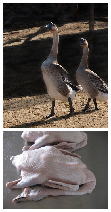 广东黑棕鹅 厂批发优质黑棕鹅-「鹅」-马可波罗网