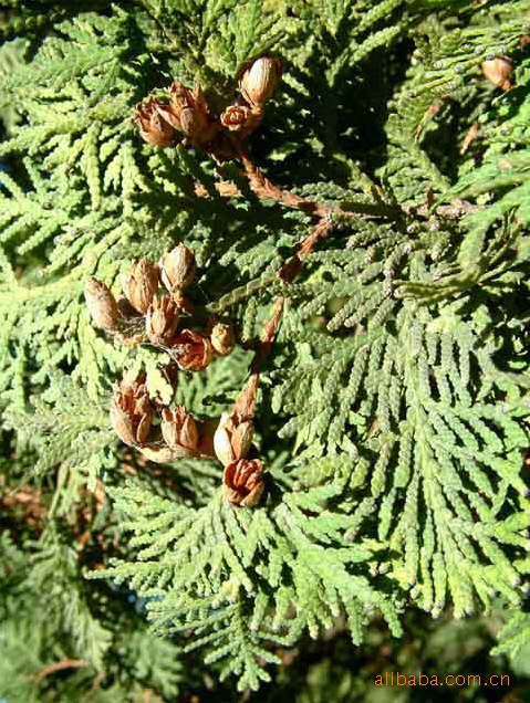 l供应【新品上市】 侧柏 量大从优 价格实惠