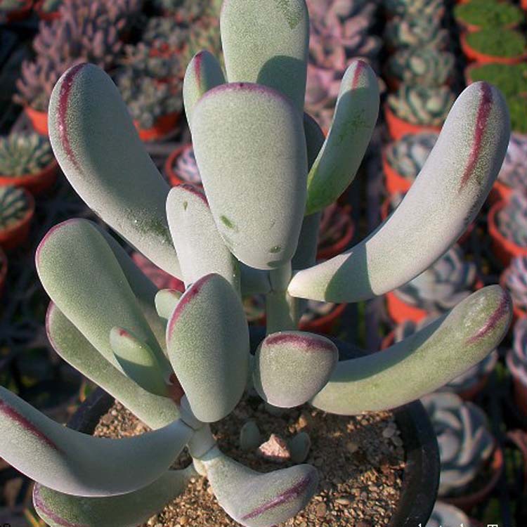 大量批发多肉植物 福娘 迷你绿植盆栽 防辐射净化空气