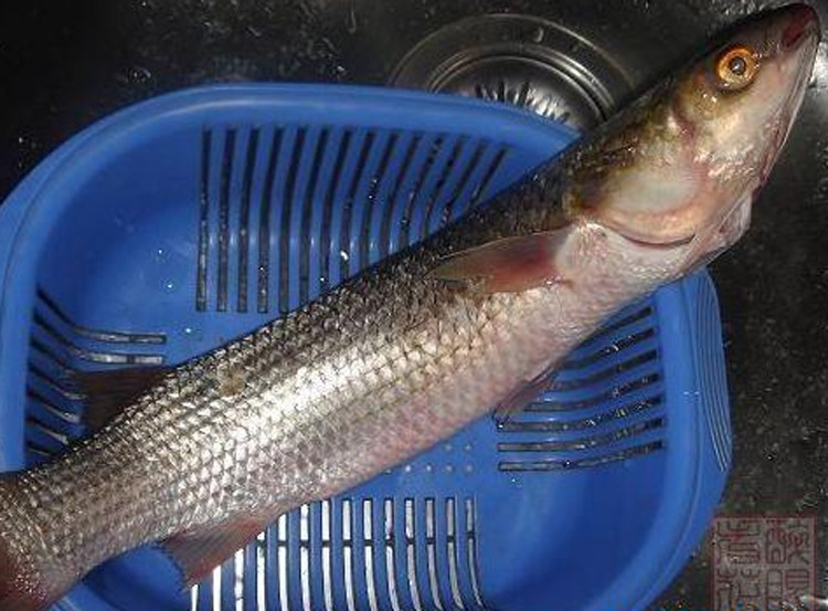 產地/廠家 高淳 品種 鮮活大支魚 用途 食用 原