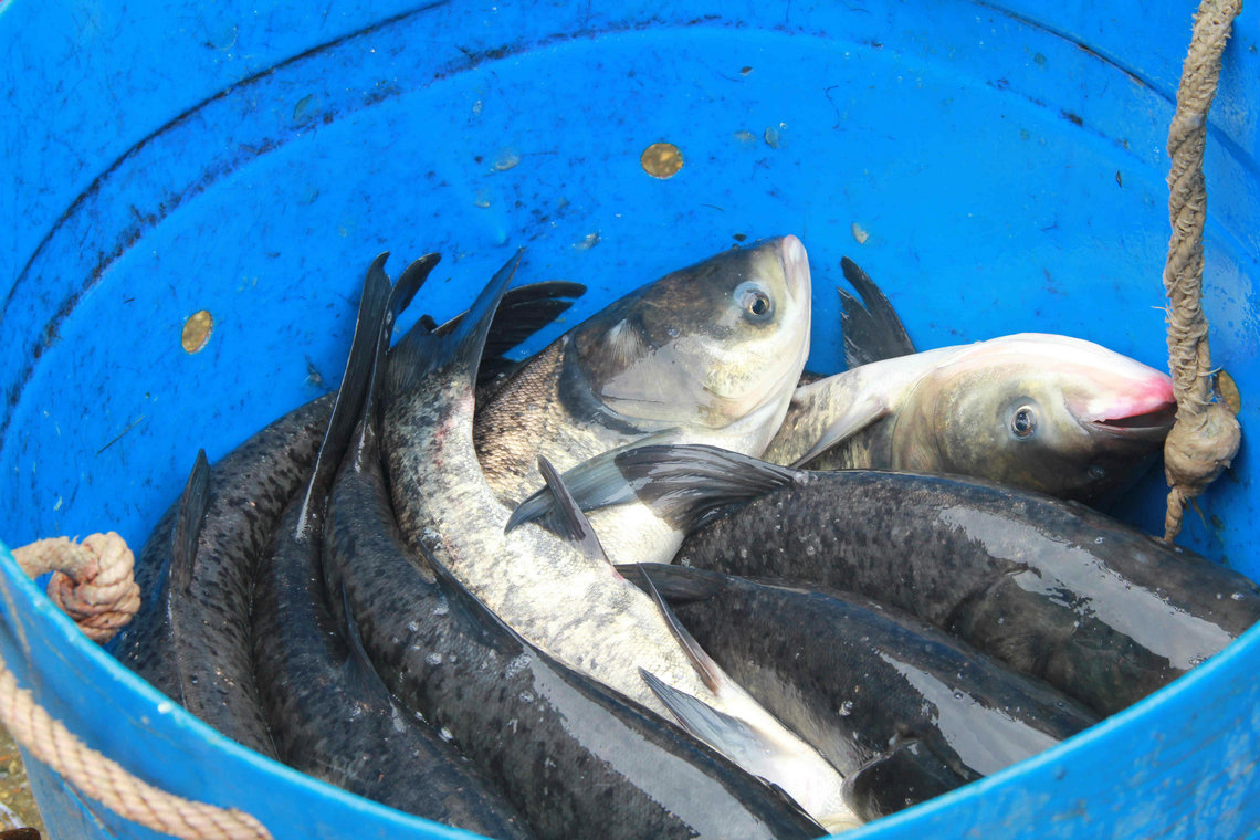 专业销售 各种生态鳙鱼 野生淡水鳙鱼 鲜活鳙鱼 优质大头鱼
