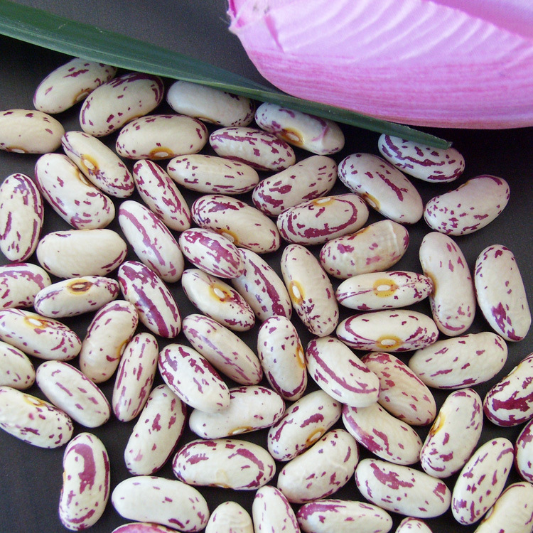 供应高质量2014黑龙江依安特产奶花芸豆依安奶花奶白花芸豆出口