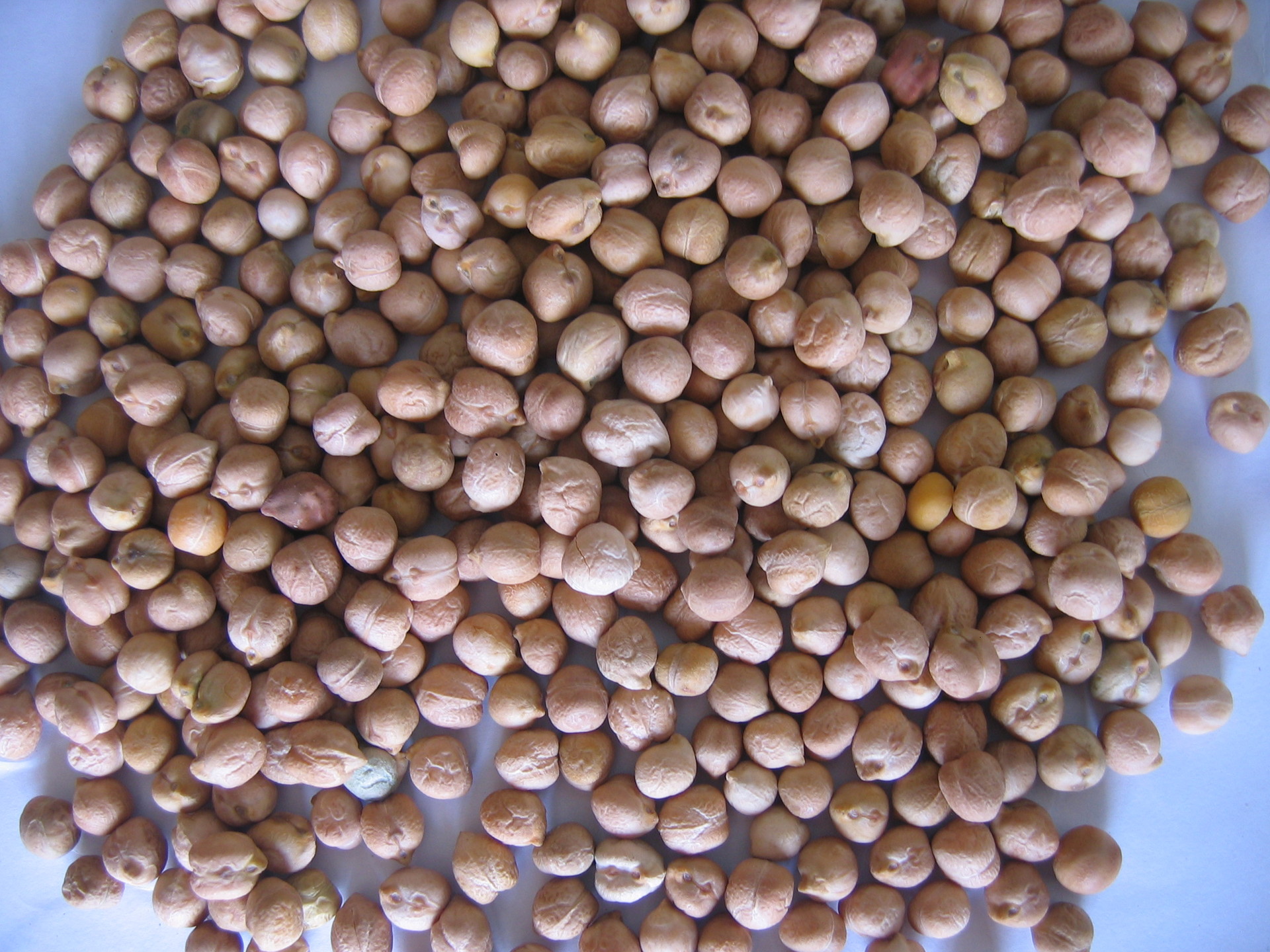 鹰嘴豆 ,桃尔豆,鸡豆,鸡心豆