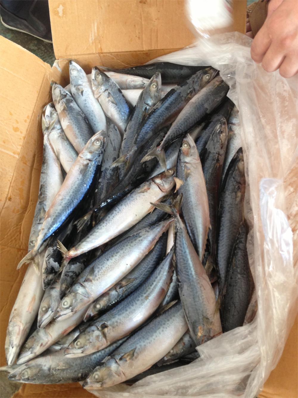 fozenmackerel冷冻青占鱼