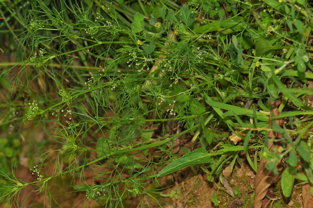 【承北食品】特色蔬菜 新鲜出口级细叶芹 香叶芹 热销产品