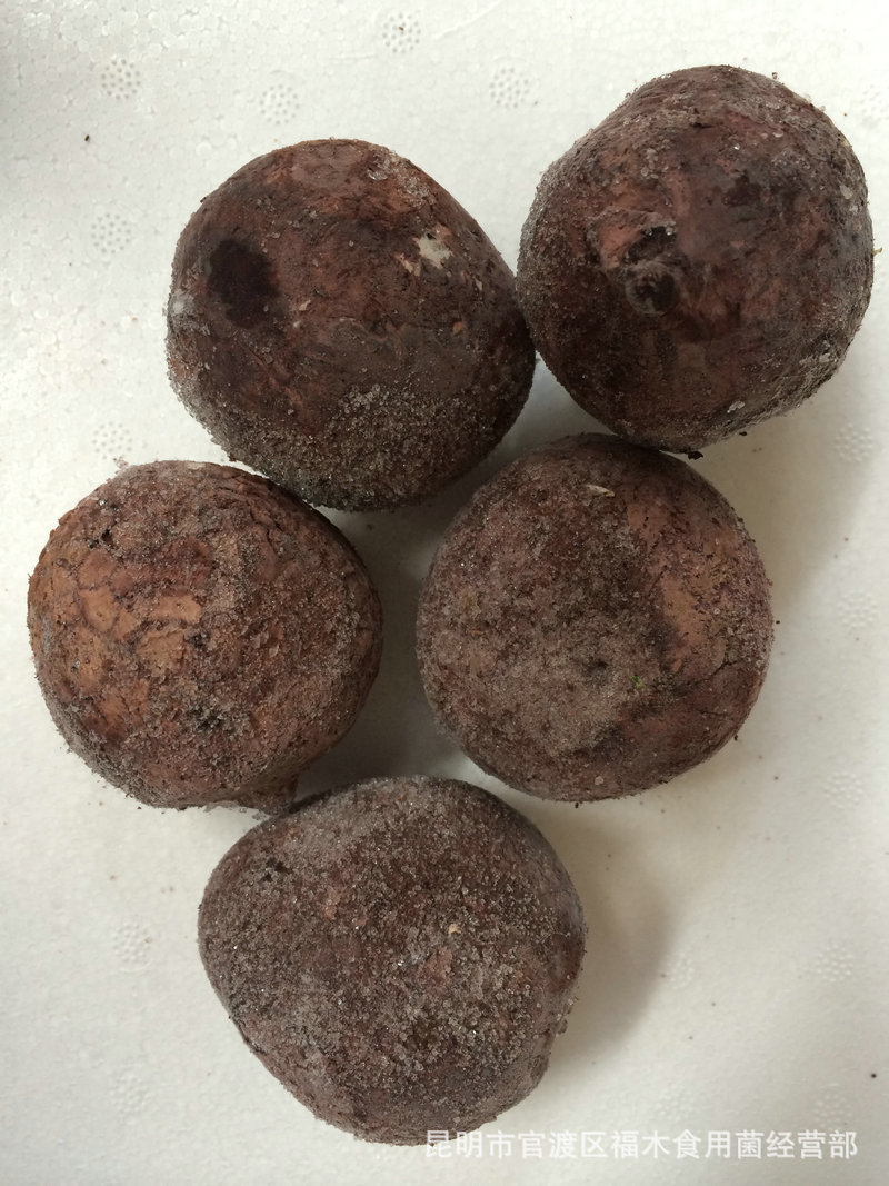 特销供应云南特级竹蛋 竹荪蛋 竹荪胚体 速冻竹蛋菌食用菌