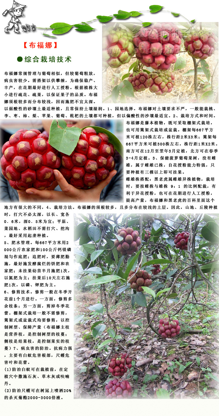 布福娜种子/菠萝葡萄 黑老虎大血藤种子种苗 奇瓜异果水果种子1粒图片