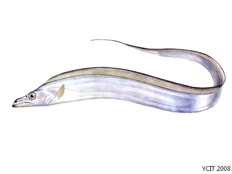 价格优惠美味爽口冰鲜带鱼 休闲食品