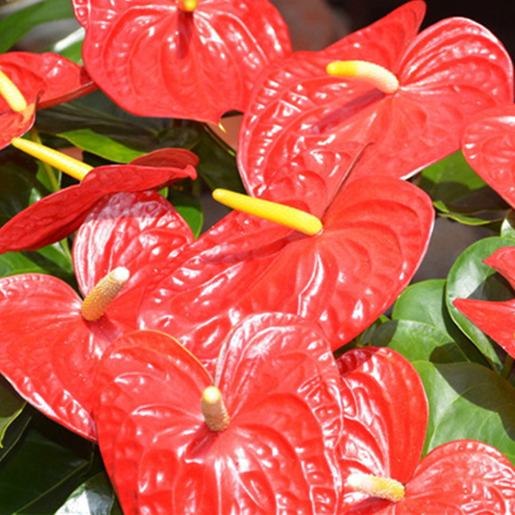 批发红掌四季开花办公室内盆栽观花植物桌面植物安祖花