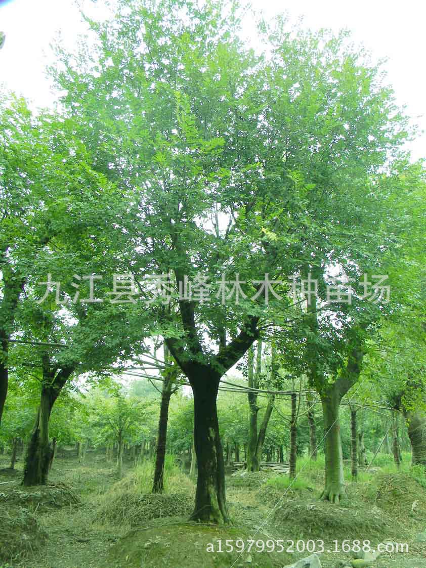 柏麻子树图片大全,柏麻树图片,柏麻子树_大山谷图库
