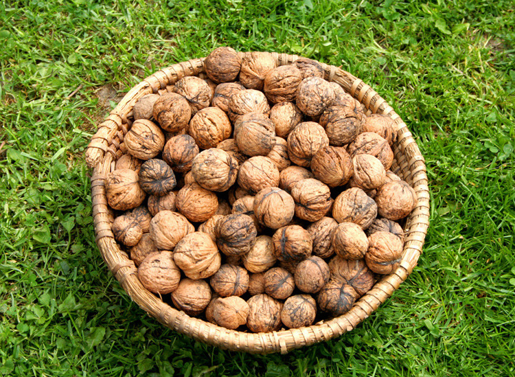 供应秦岭山区小核桃 天然晒干无任何添加和处理 自然加工