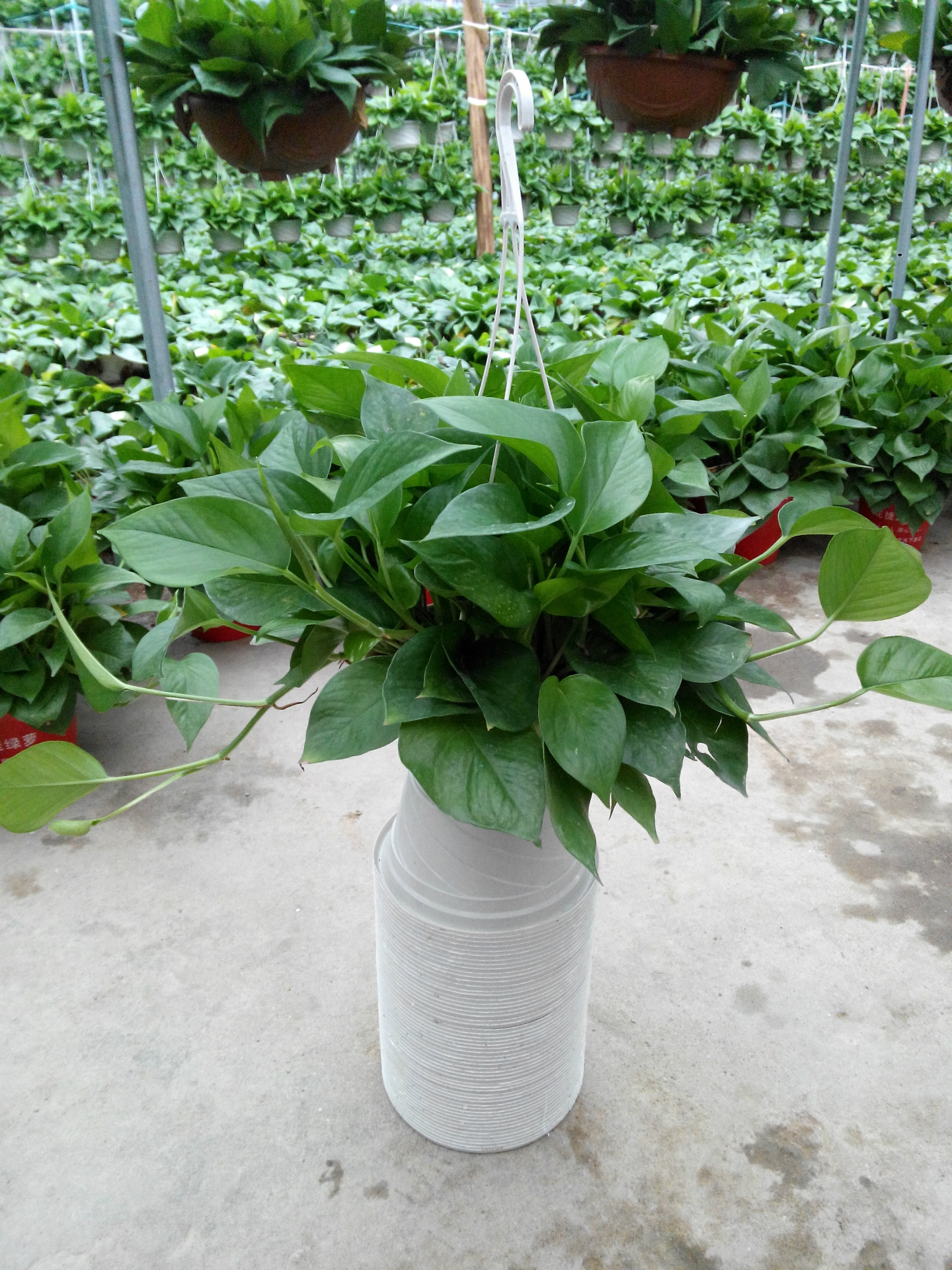 蓝山花卉/绿航绿萝/盆栽,净化空气/防辐射/吸收甲醛/绿萝吊兰