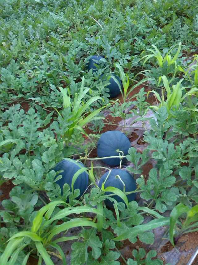 广西崇左扶绥县有大量黑美人 小麒麟瓜上市