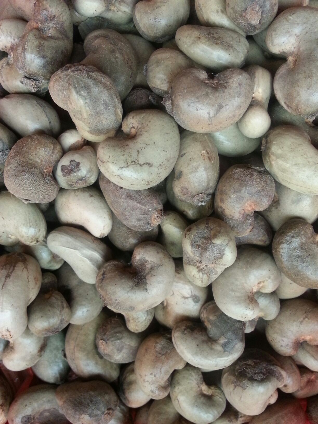 出售科特带壳腰果 质优价廉