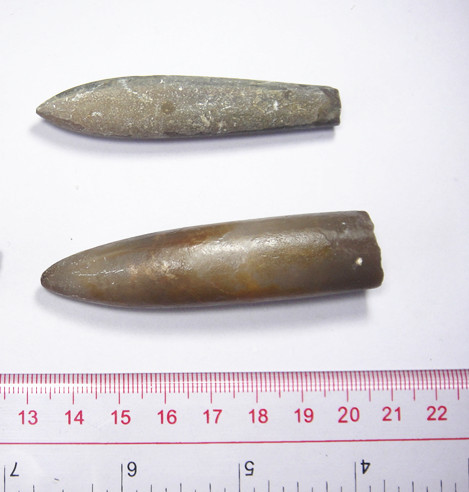 【箭石角石 古生物化石 天然箭石化石标本】广东广