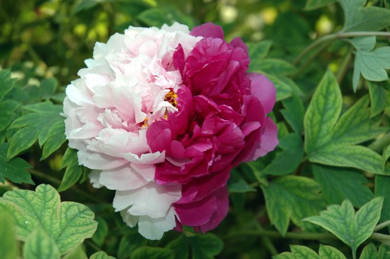 菏泽牡丹花苗 绿植盆栽花卉室内植物客厅苗木大苗