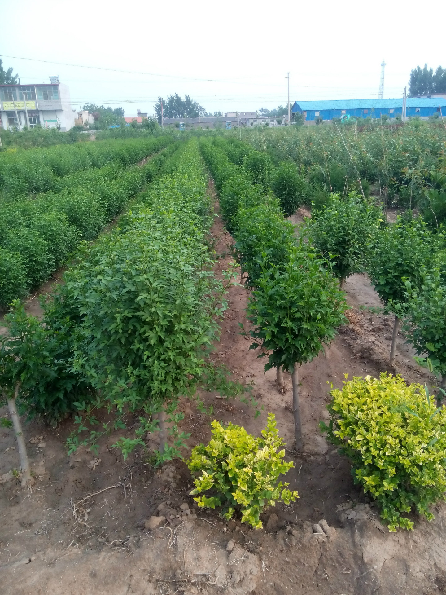 紅花槿花叢生木槿獨杆木槿綠化苗木批發鑫平基地供應