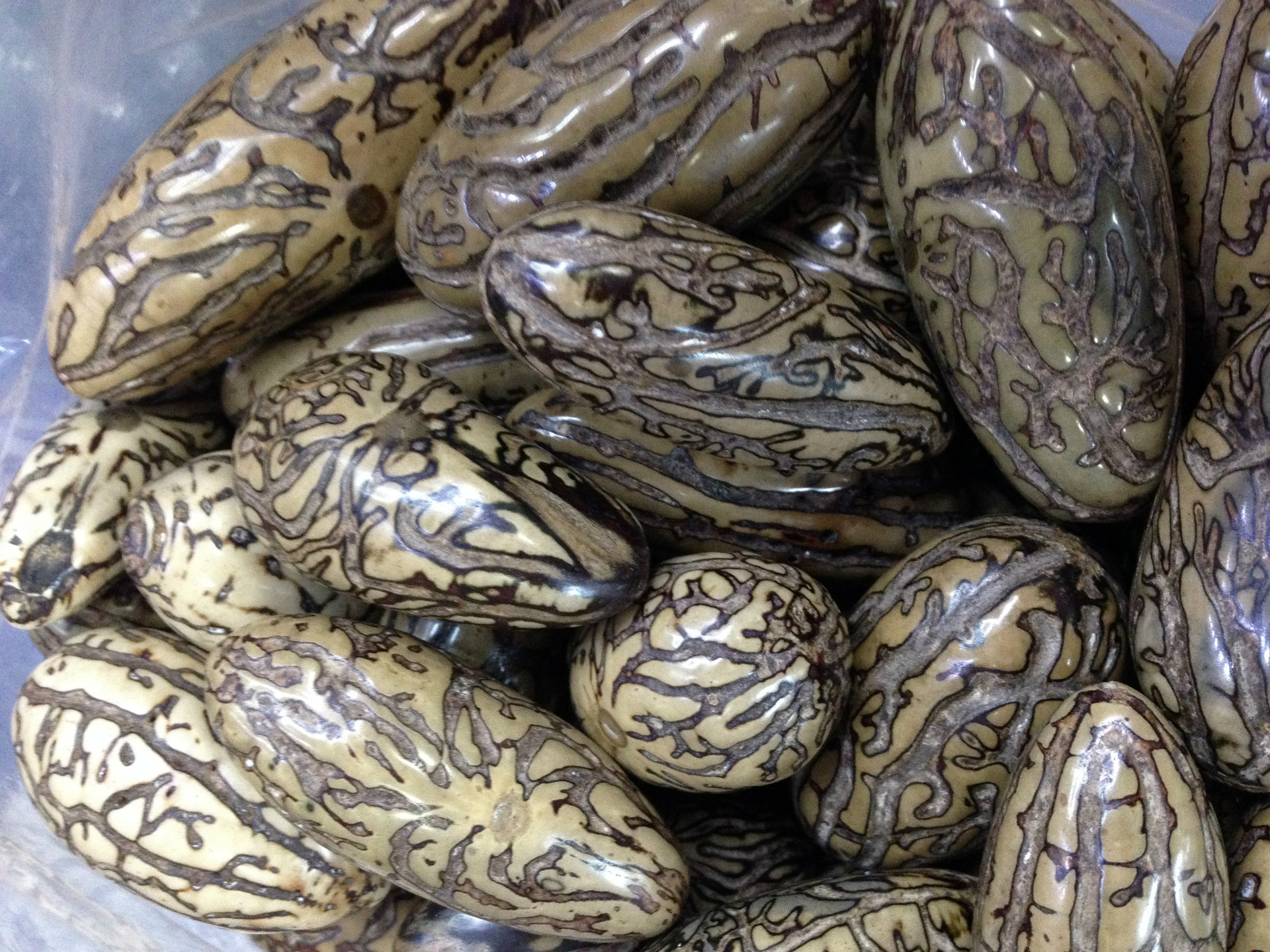 【至潮佛珠】批发菩提原籽原料千眼菩提子通货原果千眼菩提籽原籽千眼