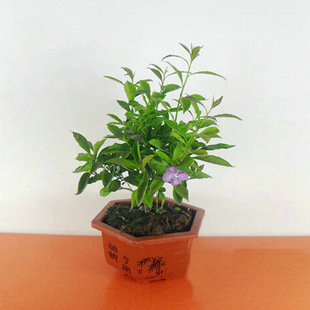 正品热销鸳鸯茉莉盆景 室内植物 净化空气 量大价格优化