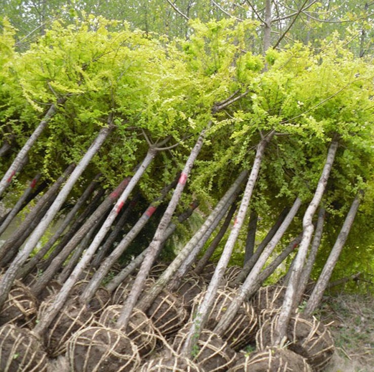 大量供应 金枝槐 金枝槐小苗 黄金槐 规格齐全货源充足