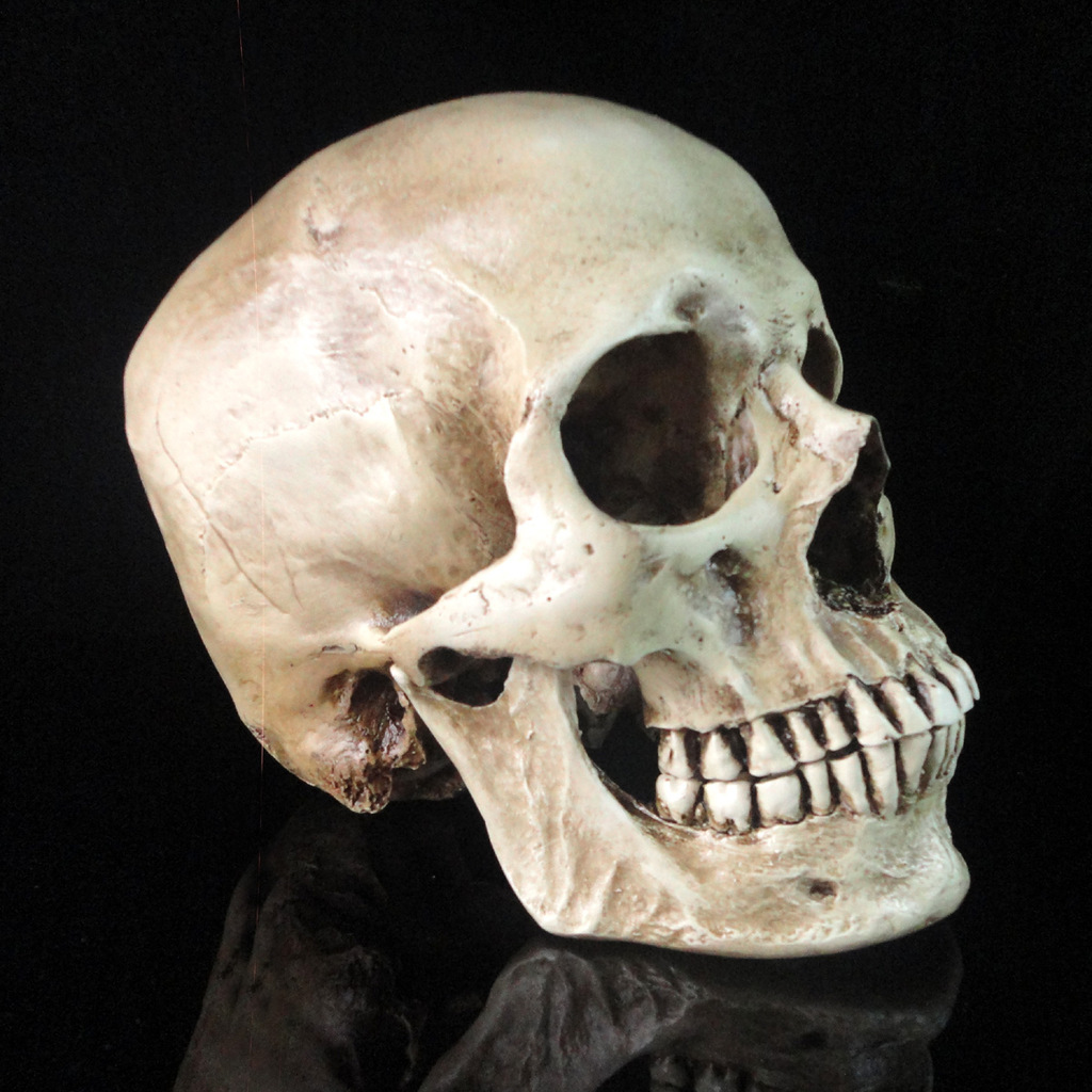 高仿真1:1人类头骨 医学头骨 树脂骷髅头 骷髅模型