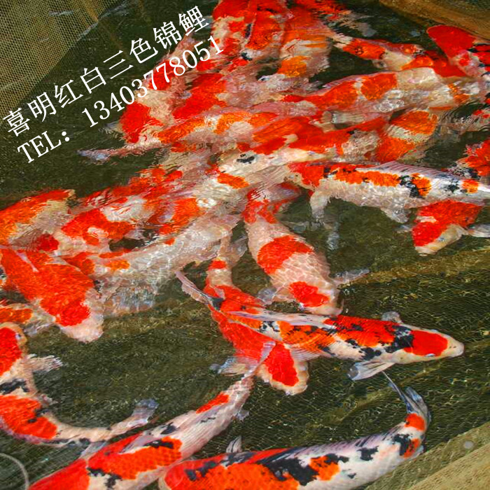 锦鲤养殖技术 锦鲤的养殖方法和注意事项