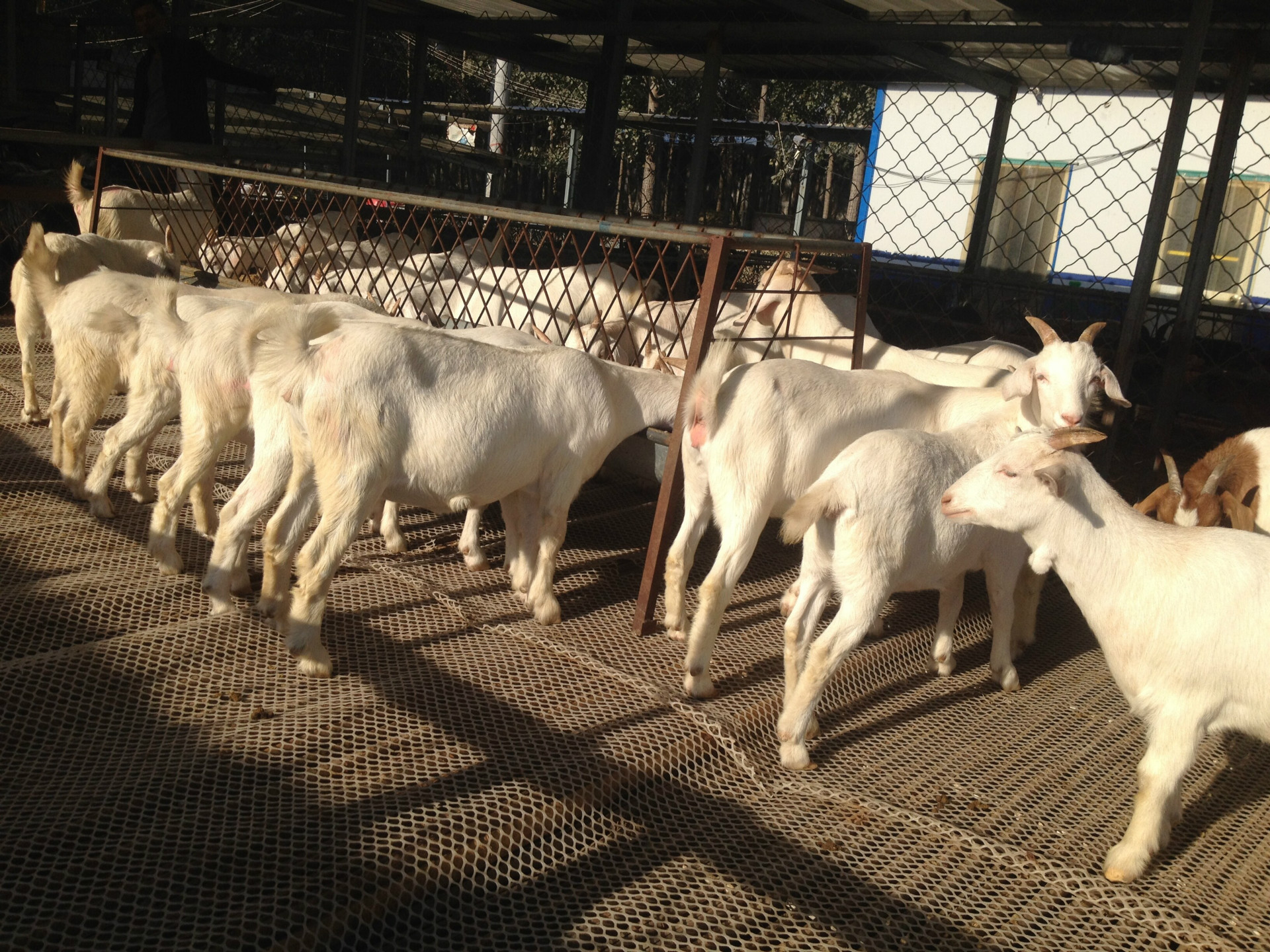 山东济宁大量供应白山羊,黑山羊,小尾寒羊的科学饲养,小山羊羔的价格