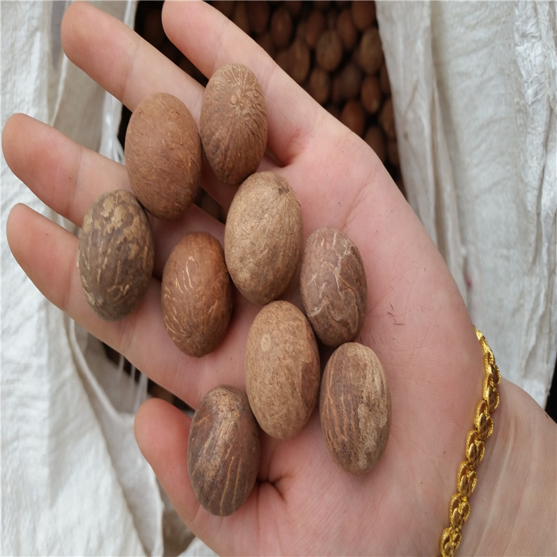 菩提根 菩提根原籽千眼菩提原子批发非洲一手货源