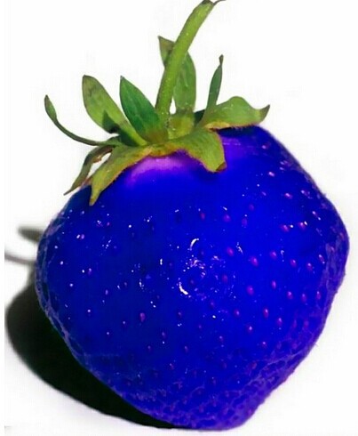 水果种子 蓝草莓种子 蓝色草莓 彩色草莓蓝莓 个大 甜美可口 美观