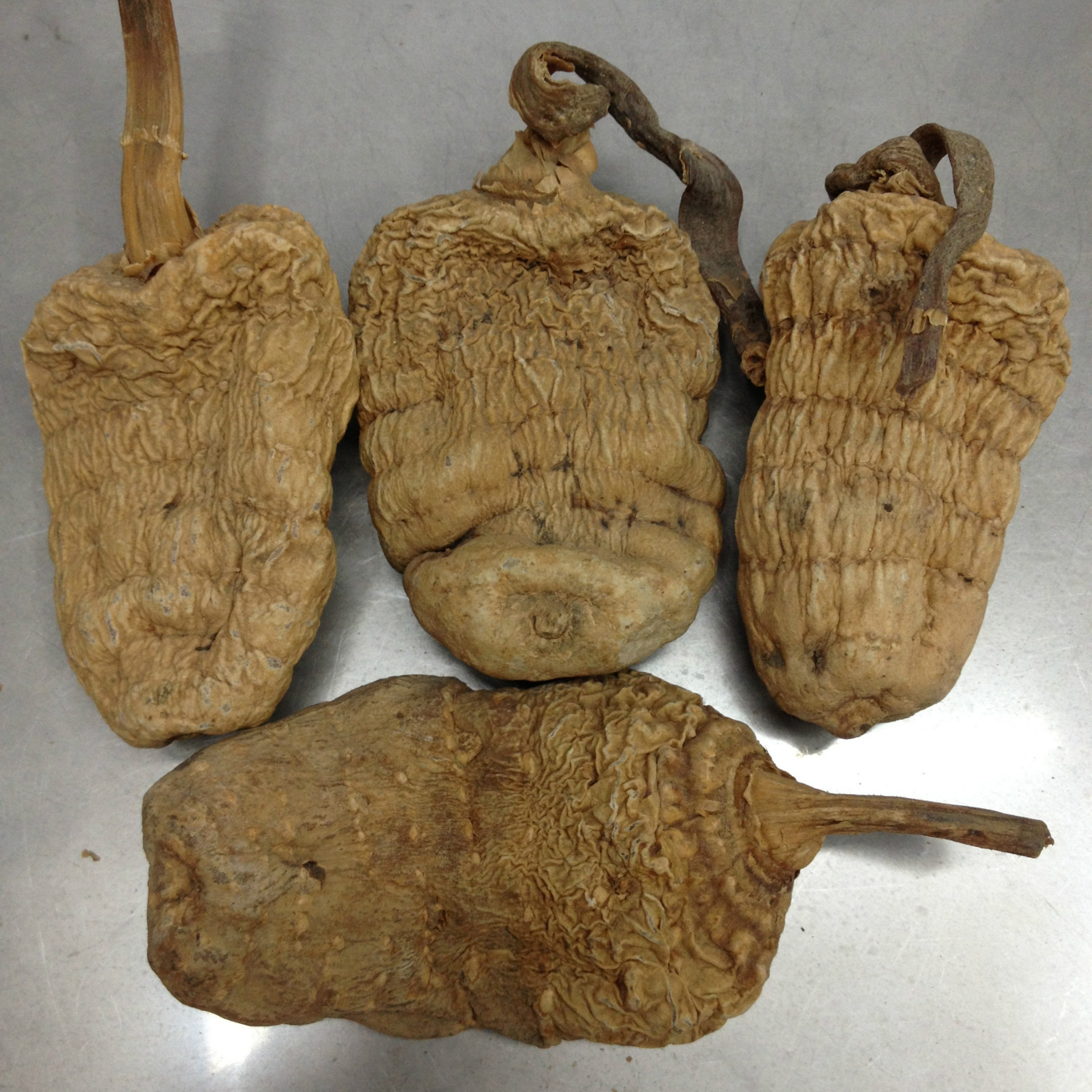 天麻一代特级春麻 平肝息风 祛风止痛 名贵植物原药材中药材批发