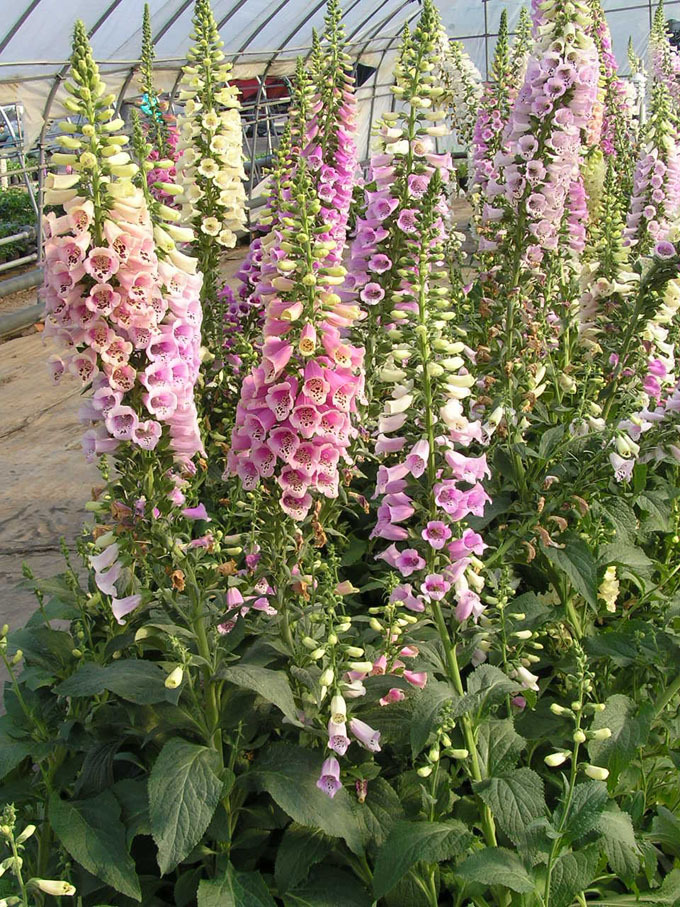 基地直销 时令宿根草花 大花飞.