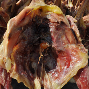 管氏婆婆 腊味 风干土鸡 年货 礼盒