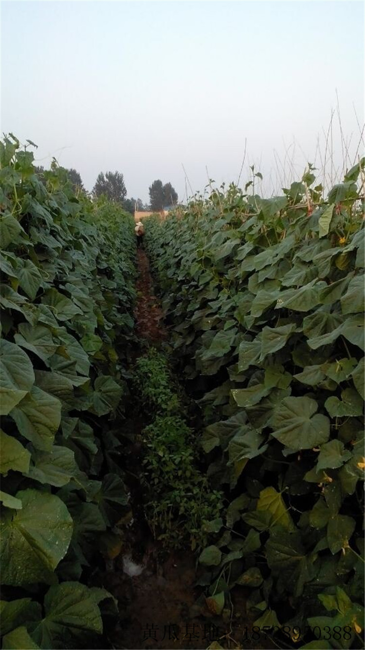 黄瓜 黄瓜配送 黄瓜基地 黄瓜销售 新鲜无公害 蔬菜基地
