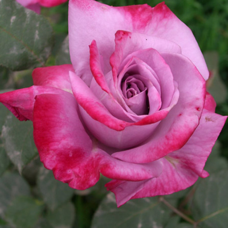 品种月季 天堂 别名:世外桃园 欢迎选购 庭院绿植花卉