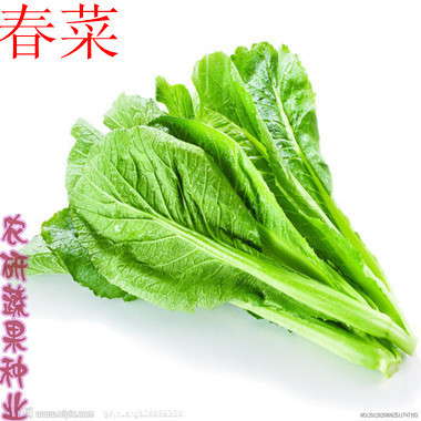 大叶菜_大叶菜怎么吃