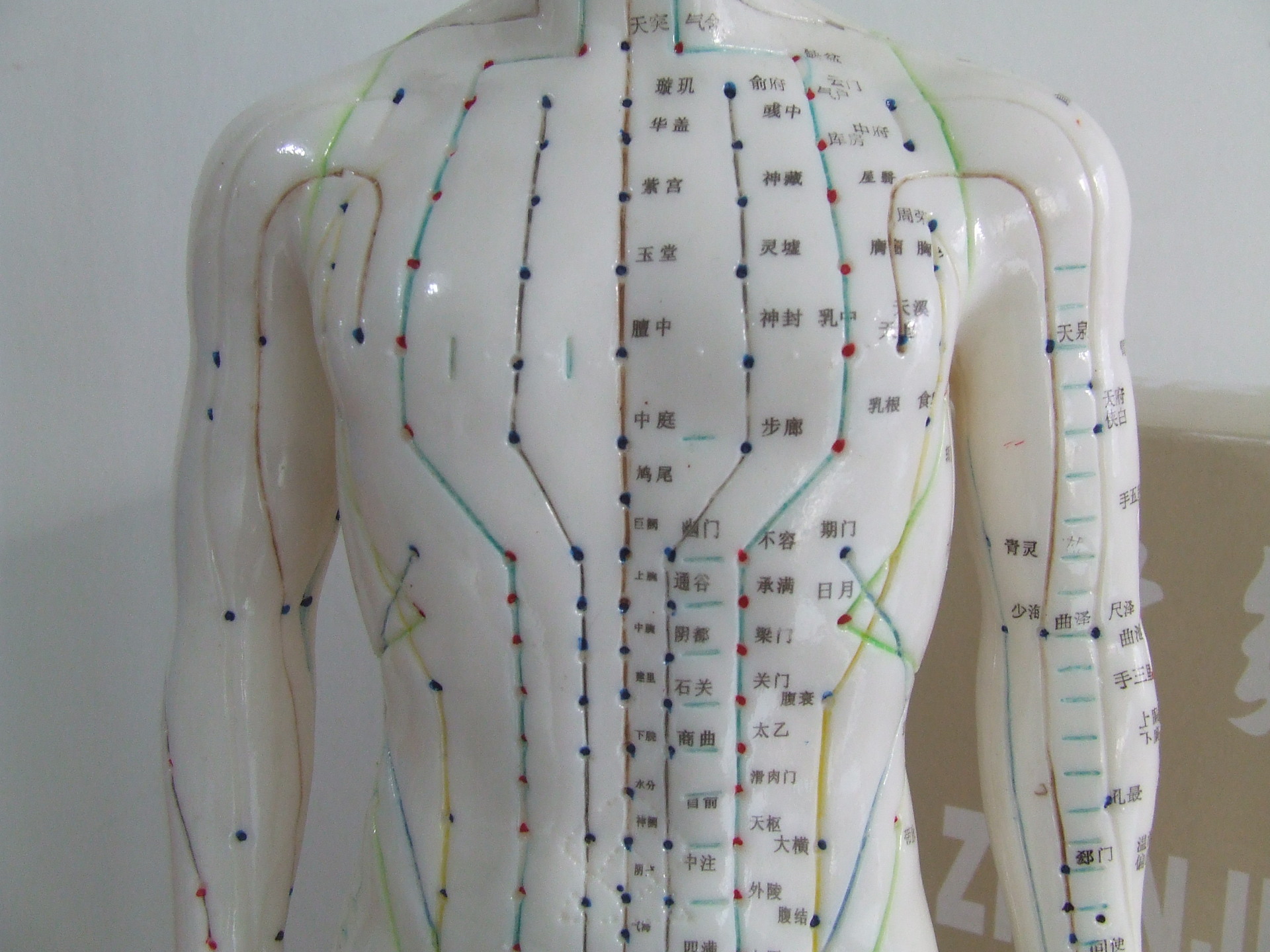 针灸经络按摩穴位人体模型教具 正品特价