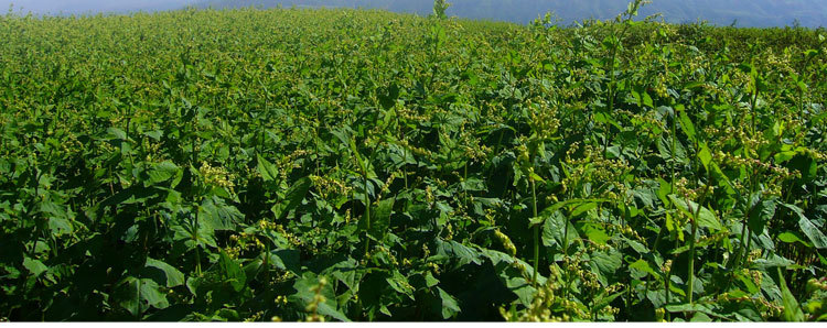 四川大凉山特产苦荞挂面500克纯苦荞面条绿色无添加苦荞麦面.