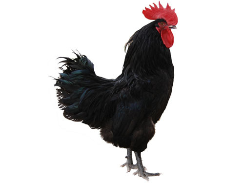 &nbsp; &nbsp; 全程冷鲜,顺丰配送,现拍现杀,100%正宗城口山地鸡,本