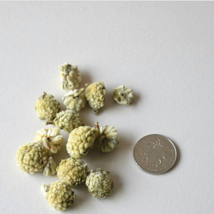 公司批发庭院花木 枝条柔软 花香浓郁 结香花 结香种子 品质保证